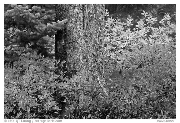 Berry plants in fall color and tree trunk, North Cascades National Park.  (black and white)