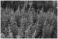 Fireweed,  North Cascades National Park Service Complex. Washington, USA. (black and white)