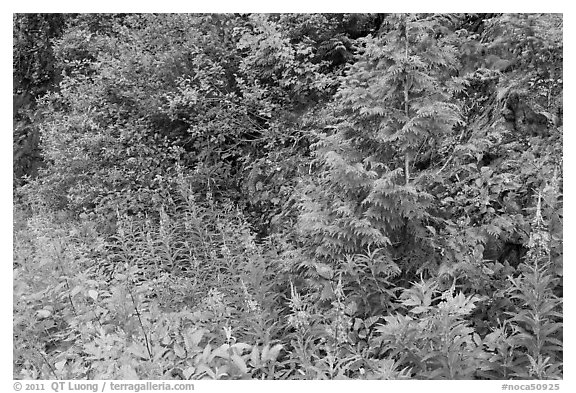 Summer wildflowers and leaves,  North Cascades National Park Service Complex.  (black and white)