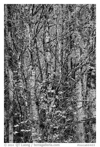 Trees in autumn with past peak leaves, North Cascades National Park Service Complex.  (black and white)