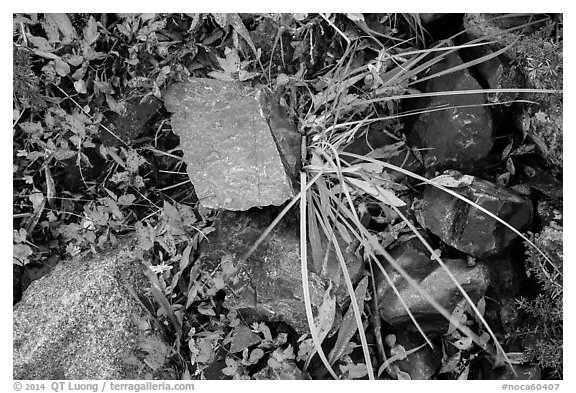 Close-up of blocks of rocks and berry plants, North Cascades National Park Service Complex.  (black and white)