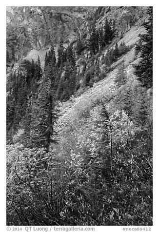 Steep slopes in autumn, North Cascades National Park Service Complex.  (black and white)