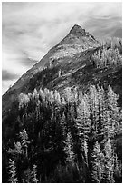 Larch trees in autumn foliage below triangular peak, Easy Pass, North Cascades National Park.  ( black and white)