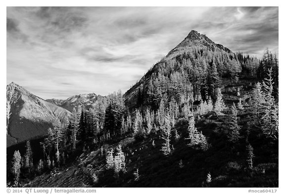 Alpine larch in autumn foliage above Easy Pass, North Cascades National Park.  (black and white)