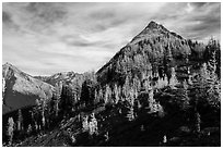 Alpine larch in autumn foliage above Easy Pass, North Cascades National Park.  ( black and white)
