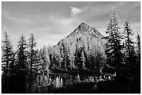 Subalpine larch at sunset, Easy Pass, North Cascades National Park.  ( black and white)