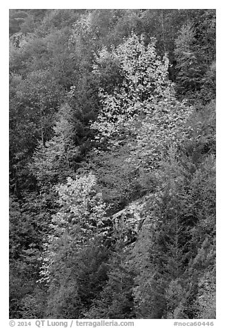 Trees in autumn foliage on steep slope, North Cascades National Park Service Complex.  (black and white)