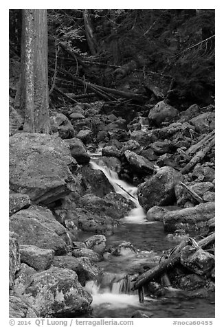 Creek with mossy boulders, North Cascades National Park Service Complex.  (black and white)