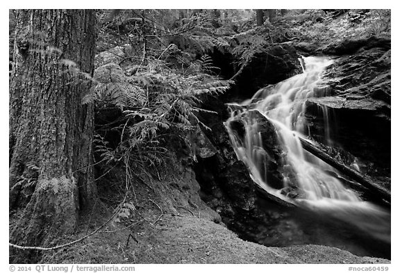 Creek in forest, North Cascades National Park Service Complex.  (black and white)