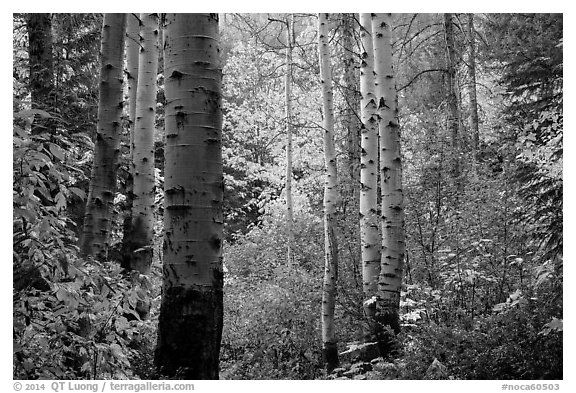 Aspen trunks and autumn colors, North Cascades National Park.  (black and white)