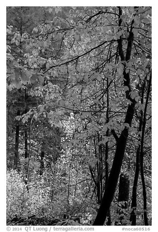 Fall foliage along Agnes Gorge trail, North Cascades National Park.  (black and white)
