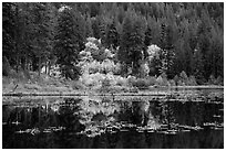 Autumn foliage reflected in Coon Lake, North Cascades National Park Service Complex.  ( black and white)