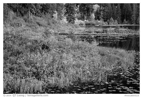 Lakeshore in autumn, Coon Lake, North Cascades National Park Service Complex.  (black and white)
