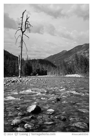 Isolated dead tree, Stehekin River, North Cascades National Park Service Complex.  (black and white)
