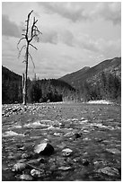 Isolated dead tree, Stehekin River, North Cascades National Park Service Complex.  ( black and white)