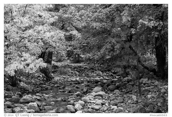 Trees in autum foliage bordering stream, Stehekin, North Cascades National Park Service Complex.  (black and white)