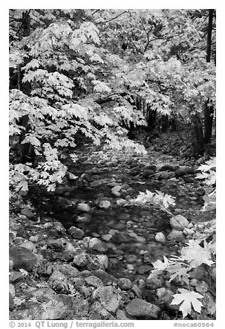 Stream and trees in autum foliage, Stehekin, North Cascades National Park Service Complex.  (black and white)