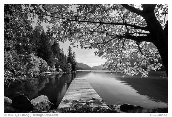 Deck framed by tree in autumn foliage, Lake Chelan, Stehekin, North Cascades National Park Service Complex.  (black and white)