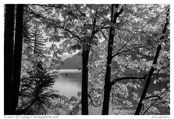 Trees in fall foliage on shore of Lake Chelan, Stehekin, North Cascades National Park Service Complex.  (black and white)