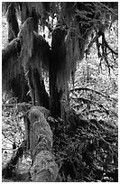 Club moss on vine maple and bigleaf maple in Hoh rain forest. Olympic National Park ( black and white)