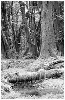 Mosses and trees, Quinault rain forest. Olympic National Park, Washington, USA. (black and white)