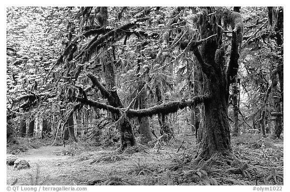  and trees, Quinault rain forest. Olympic National Park (black and white