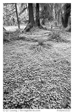 Forest floor carpeted with clovers, Quinault rain forest. Olympic National Park, Washington, USA.