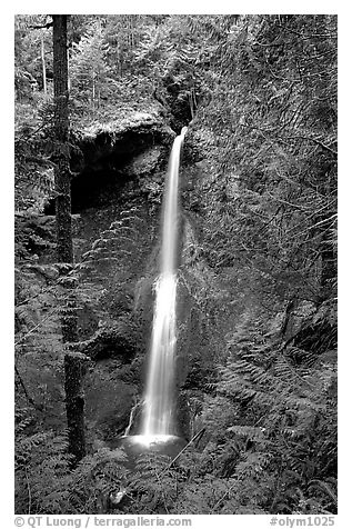 Marymere falls framed by trees. Olympic National Park (black and white)