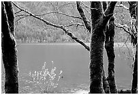 Moss-covered trees on  shore of Crescent lake. Olympic National Park, Washington, USA. (black and white)