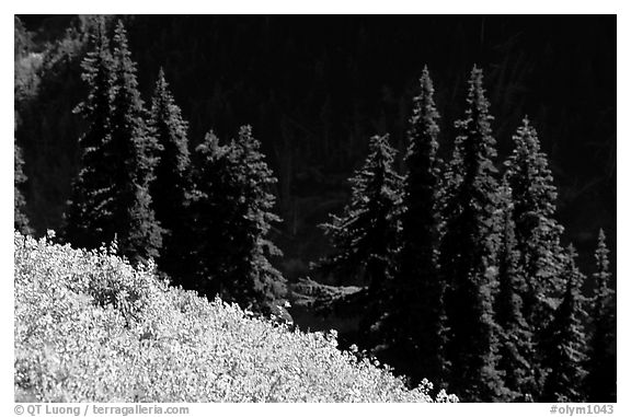 Wildflowers and pine trees, Hurricane ridge. Olympic National Park, Washington, USA.