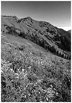 Wildflowers on grassy slope, Hurricane ridge. Olympic National Park, Washington, USA. (black and white)