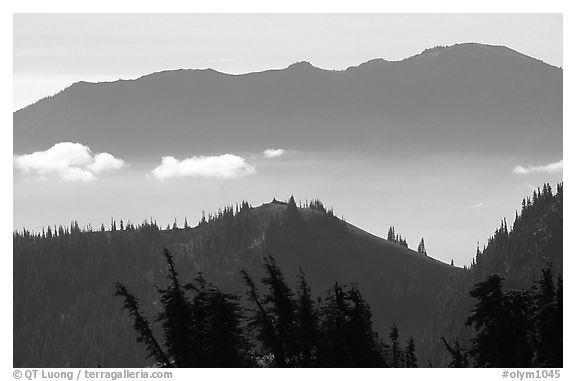 Wind-twisted trees and mountain ridges from Hurricane hill. Olympic National Park, Washington, USA.