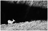 Deer on ridge above valley shadows, Hurricane ridge. Olympic National Park ( black and white)
