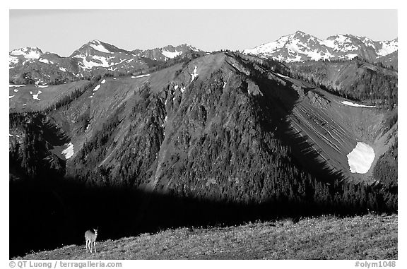 Deer on ridge with Olympic Mountains behind, Hurricane ridge, morning. Olympic National Park, Washington, USA.