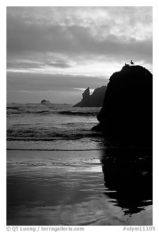Rock with bird, Second Beach, sunset. Olympic National Park, Washington, USA.