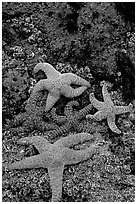 Seastars on rocks at low tide. Olympic National Park, Washington, USA. (black and white)