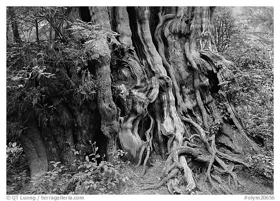 Huge cedar tree. Olympic National Park (black and white)
