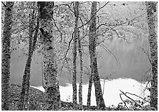 Birch trees with textured trunks and green leaves on shore of Crescent Lake. Olympic National Park, Washington, USA. (black and white)