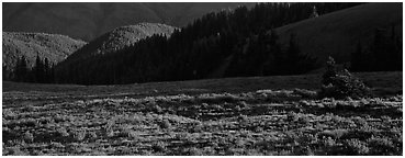 Shadows and wildflowers, late afternoon. Olympic National Park (Panoramic black and white)