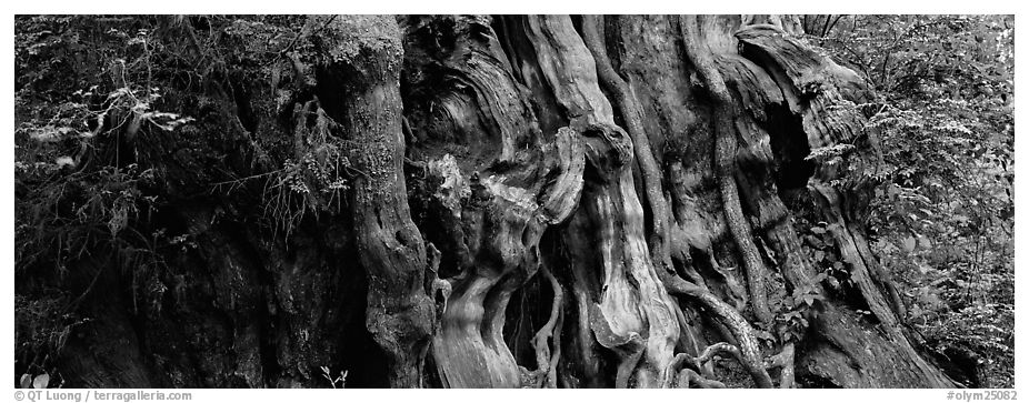 Ancient Cedar trunk. Olympic National Park (black and white)
