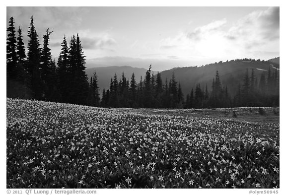 Avalanche lilies at sunset. Olympic National Park (black and white)