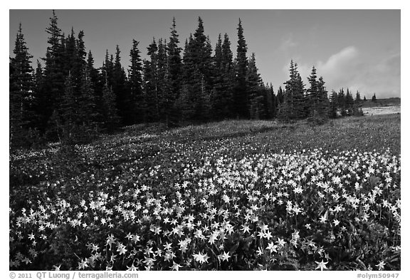 Avalanche lilies in meadow. Olympic National Park, Washington, USA.