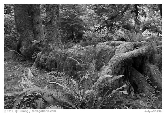 Tree falling on fallen tree, Hoh rainforest. Olympic National Park, Washington, USA.
