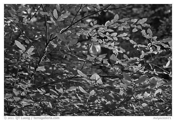 Branches and berries, Quinault rain forest. Olympic National Park (black and white)