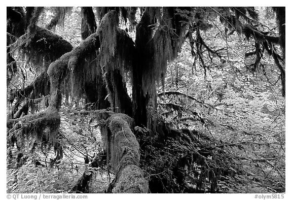 Moss-covered old tree in Hoh rainforest. Olympic National Park, Washington, USA.