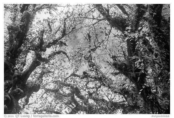 Looking up moss-covered branches and yellow leaves of big leaf maple trees. Olympic National Park (black and white)