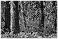 Ferns and moss-covered trees, Maple Glades. Olympic National Park ( black and white)