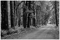 Unpaved road, Lake Quinault North Shore. Olympic National Park ( black and white)