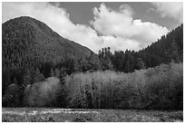 Meadow, trees, and hills in late autumn, Lake Quinault North Shore. Olympic National Park ( black and white)