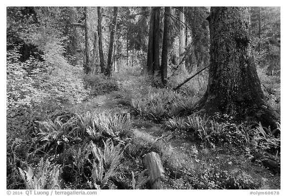 Irely Lake Trail in autumn, North Fork. Olympic National Park (black and white)